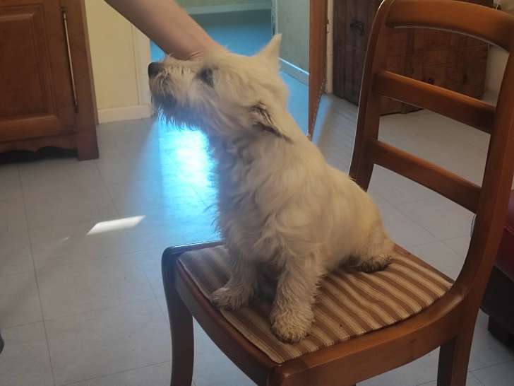 Chiot mâle Westie LOF à vendre