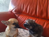 Le dernier chiot disponible mâle Chihuahua LOF