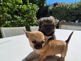 Le dernier chiot disponible mâle Chihuahua LOF