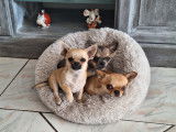 Le dernier chiot disponible mâle Chihuahua LOF