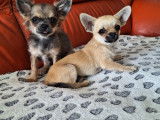 Le dernier chiot disponible mâle Chihuahua LOF