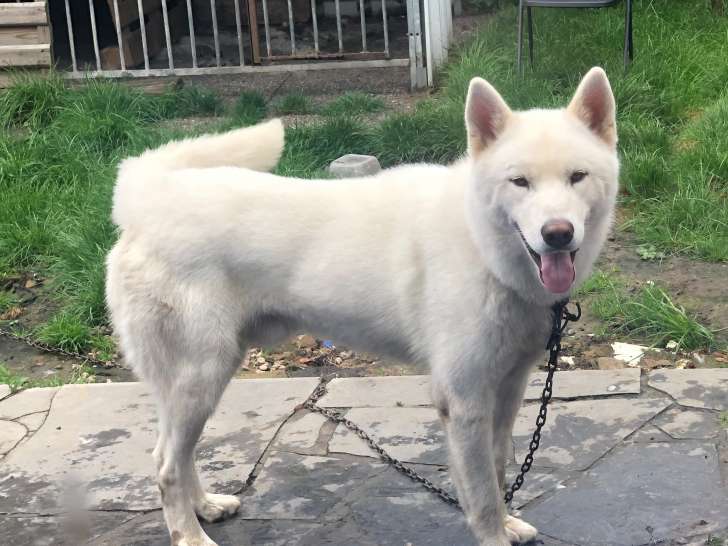Chien Husky Sibérien