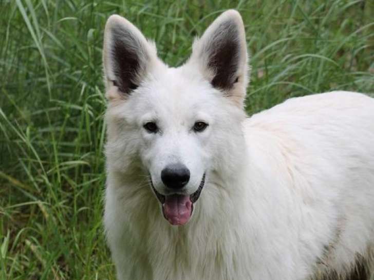 Chiots Berger Blanc Suisse LOF à réserver