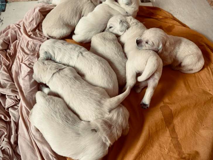 Chiots Golden Retriever à vendre