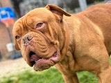 Chien Dogue de Bordeaux LOF disponible à la vente