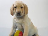 Chiots Labrador blonds à vendre
