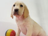 Chiots Labrador blonds à vendre