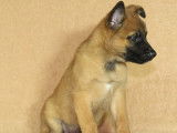 Chiots Berger Belge Malinois LOF, à vendre