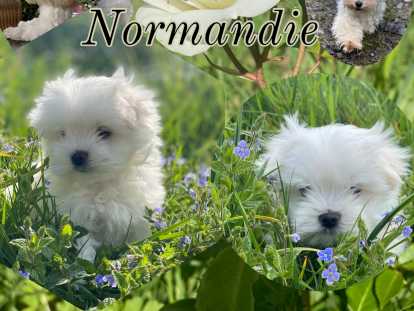 Jolis chiots Bichon Maltais à vendre