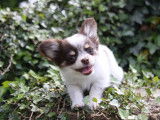 1 chiot mâle Chihuahua à poil long LOF à vendre