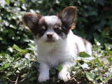 1 chiot mâle Chihuahua à poil long LOF à vendre