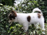 1 chiot mâle Chihuahua à poil long LOF à vendre