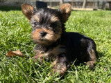 Chiots Yorkshire Terrier LOF disponibles à la réservation