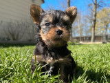 Chiots Yorkshire Terrier LOF disponibles à la réservation
