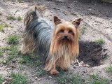 Chiots Yorkshire Terrier LOF disponibles à la réservation