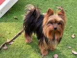 Chiots Yorkshire Terrier LOF disponibles à la réservation