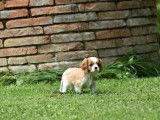 À vendre, 1 chiot femelle Cavalier King Charles LOF