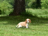 À vendre, 1 chiot femelle Cavalier King Charles LOF