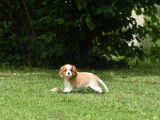 À vendre, 1 chiot femelle Cavalier King Charles LOF