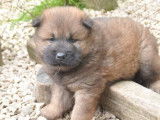 À réserver, 2 chiots Eurasiers LOF