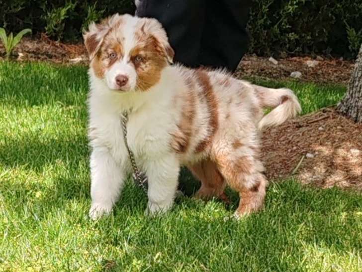 4 chiots Bergers Australiens LOF, à vendre