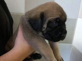 À réserver, 5 chiots Mastiffs Anglais LOF