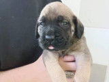 À réserver, 5 chiots Mastiffs Anglais LOF