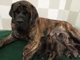 À réserver, 5 chiots Mastiffs Anglais LOF
