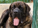 À réserver, 5 chiots Mastiffs Anglais LOF