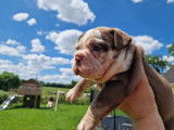 Chiots Bouledogue Anglais exotiques à vendre