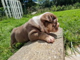Chiots Bouledogue Anglais exotiques à vendre