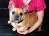 Un chien Bouledogue Français femelle LOF, âgée de 7 ans disponible à la vente