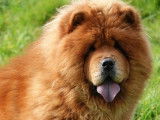 4 chiots Chow Chow LOF disponibles à la vente
