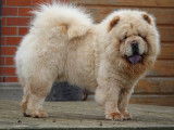 4 chiots Chow Chow LOF disponibles à la vente