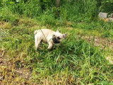 1 chiot Bouledogue Fran&ccedil;ais LOF m&acirc;le &agrave; vendre