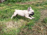 1 chiot Bouledogue Fran&ccedil;ais LOF m&acirc;le &agrave; vendre