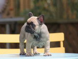 3 chiots Bouledogue Français LOF à vendre
