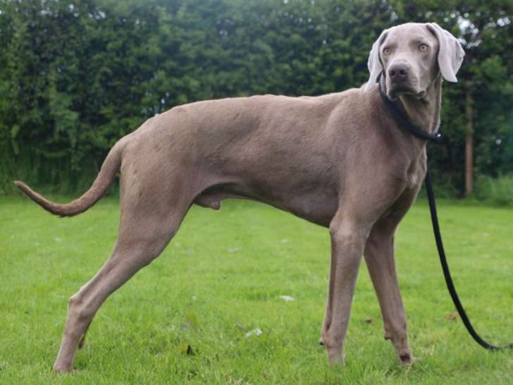1 chien mâle Braque de Weimar LOF de 2 ans à vendre
