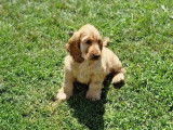 À vendre : 2 chiots mâles Cocker Anglais LOF