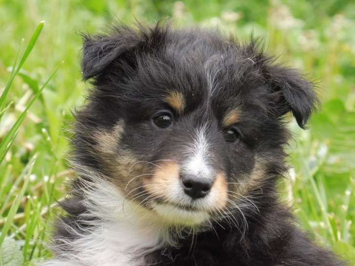 2 chiots femelles Bergers des Shetlands LOF disponibles à la vente