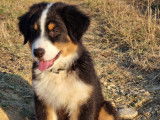 Adorable chiot Berger Australien LOF / prix en baisse