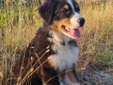 Adorable chiot Berger Australien LOF / prix en baisse