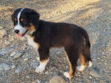 Adorable chiot Berger Australien LOF / prix en baisse