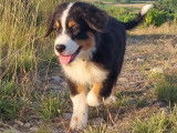 Adorable chiot Berger Australien LOF / prix en baisse