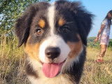 Adorable chiot Berger Australien LOF / prix en baisse