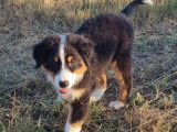Adorable chiot Berger Australien LOF / prix en baisse