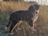 Adorable chiot Berger Australien LOF / prix en baisse