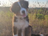 Adorable chiot Berger Australien LOF / prix en baisse