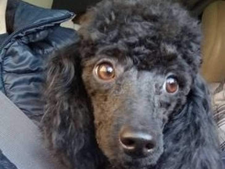 Femelle Caniche noire à vendre