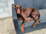 Chien femelle Doberman LOF &agrave; vendre